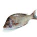 emperorsnapper